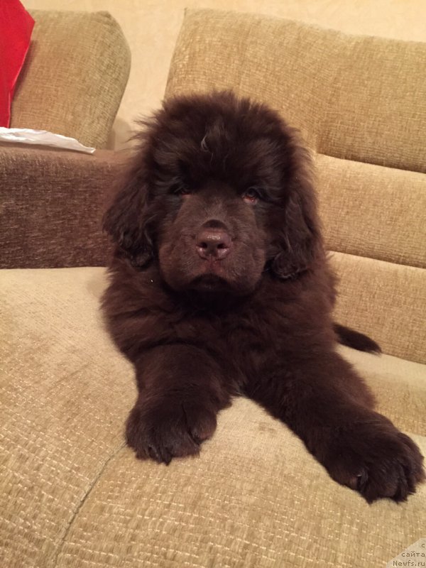 Фото: ньюфаундленд N'yufort Vasabi (Ньюфорт Васаби)