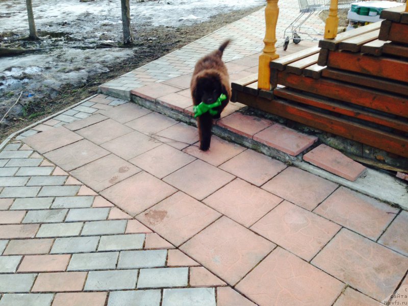 Фото: ньюфаундленд N'yufort Vasabi (Ньюфорт Васаби)