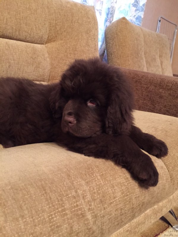 Фото: ньюфаундленд N'yufort Vasabi (Ньюфорт Васаби)