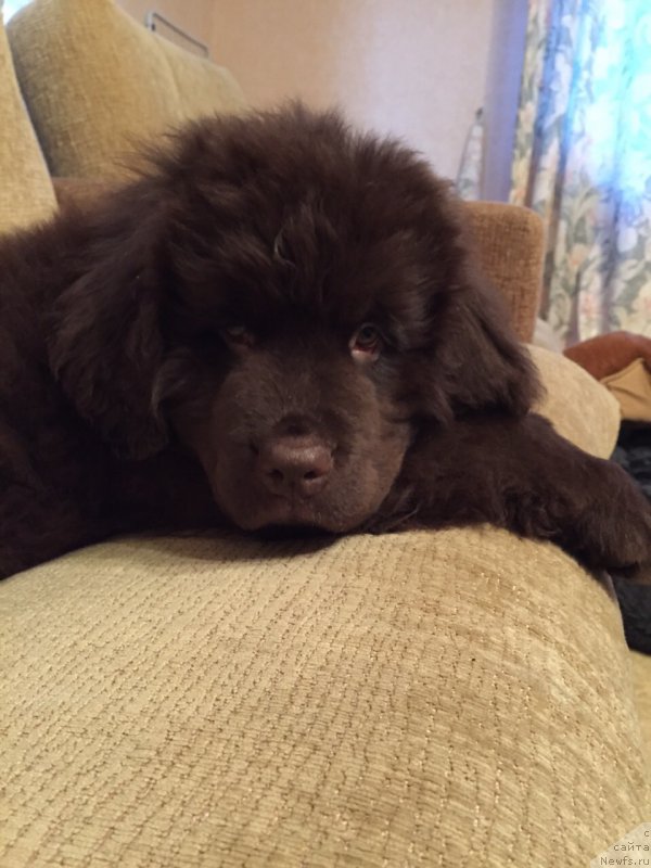 Фото: ньюфаундленд N'yufort Vasabi (Ньюфорт Васаби)