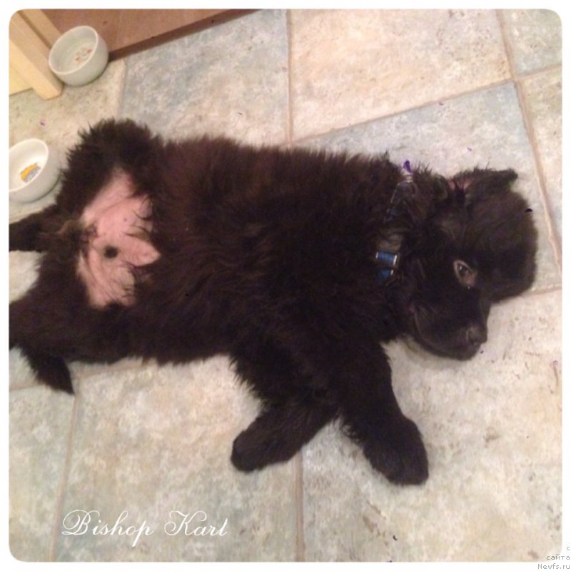 Фото: ньюфаундленд Ih Visochestvo Bishop Karl (Их Высочество Бишоп Карл)