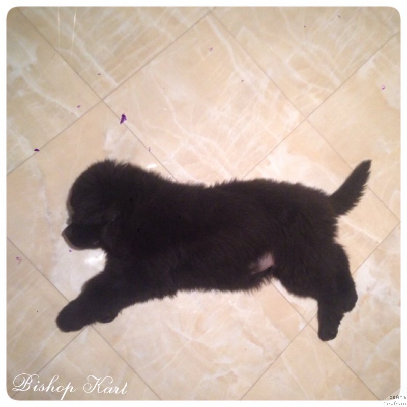 Фото: ньюфаундленд Ih Visochestvo Bishop Karl (Их Высочество Бишоп Карл)