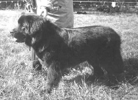 Фото: ньюфаундленд Gi Gabi (Ги Габи)