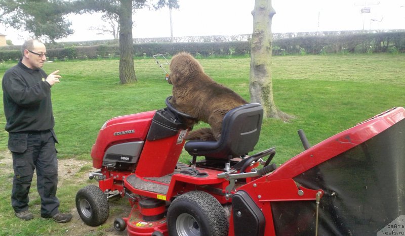 Фото: ньюфаундленд Nobl King May Lord Simba (Нобл Кинг Май Лорд Симба)