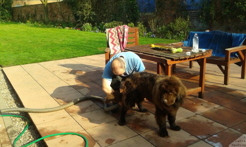 Фото: ньюфаундленд Nobl King May Lord Simba (Нобл Кинг Май Лорд Симба)