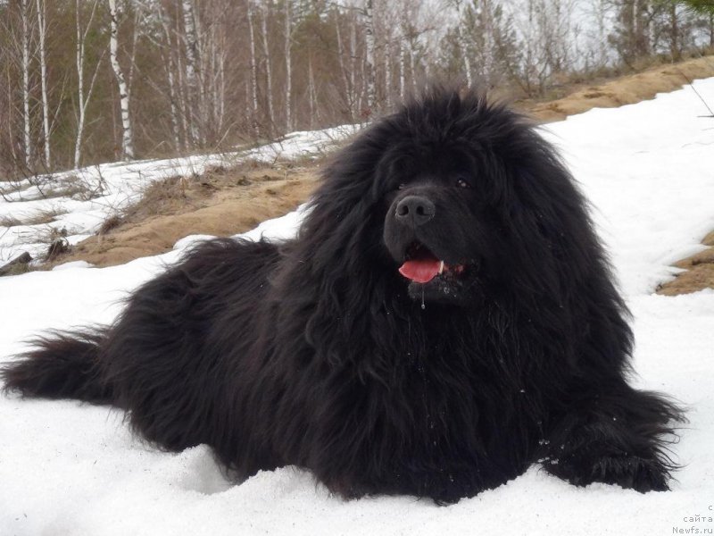 Фото: ньюфаундленд N'yufort Lunnyiy Barhat (Ньюфорт Лунный Бархат)