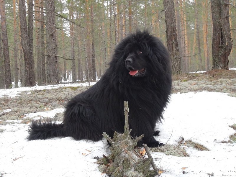 Фото: ньюфаундленд N'yufort Lunnyiy Barhat (Ньюфорт Лунный Бархат)