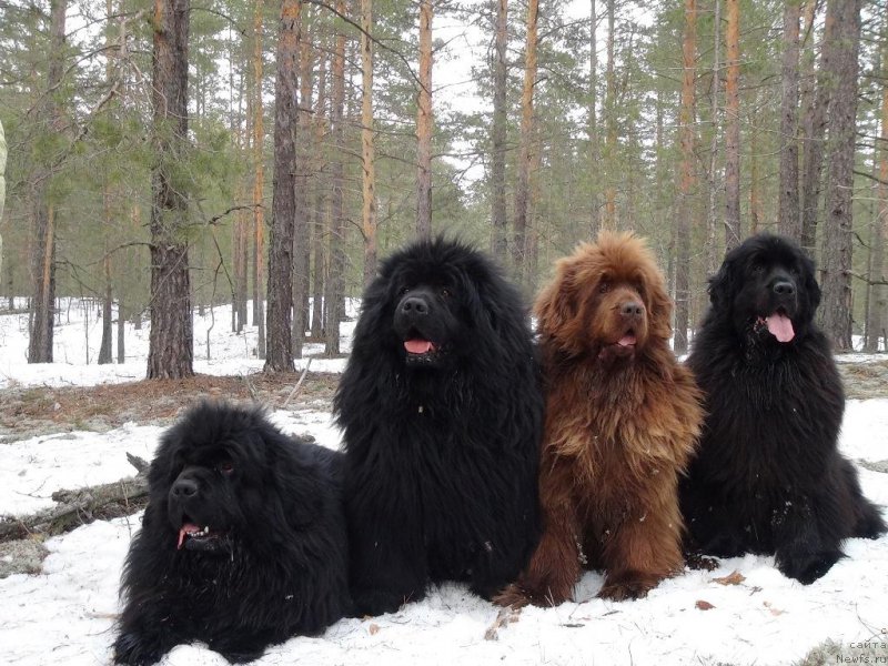Фото: ньюфаундленд Baloven' Sud'byi (Баловень Судьбы), ньюфаундленд N'yufort Lunnyiy Barhat (Ньюфорт Лунный Бархат), ньюфаундленд Barhatka Roskoshnaya (Бархатка Роскошная), ньюфаундленд Baryishnya (Барышня)