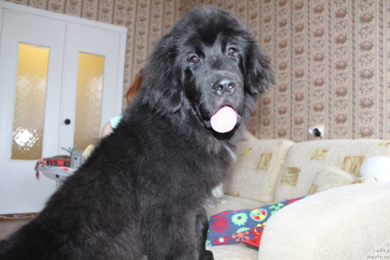 Фото: ньюфаундленд Ledi Fortuna (Леди Фортуна)