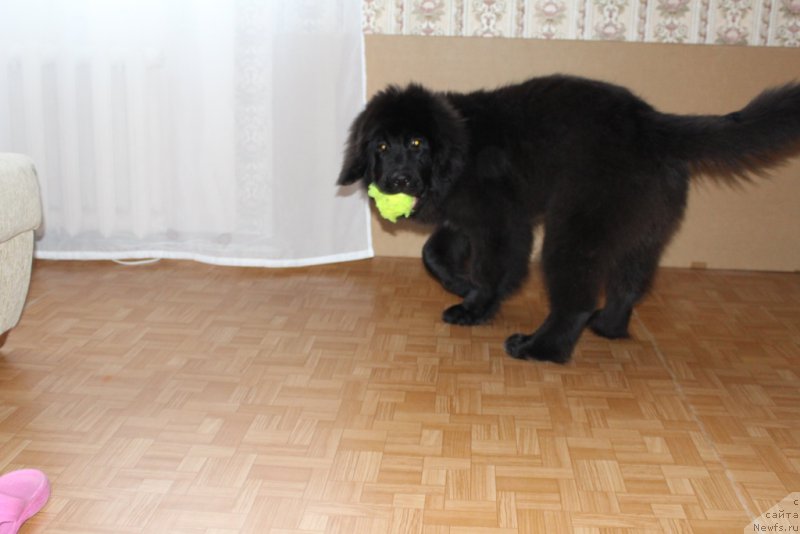 Фото: ньюфаундленд Ledi Fortuna (Леди Фортуна)