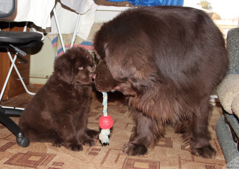 Фото: ньюфаундленд Obush SHed YAntarnyiy Poceluy (Обуш Шед Янтарный Поцелуй), ньюфаундленд N'yufort Vashe Velichestvo Brabus (Ньюфорт Ваше Величество Брабус)