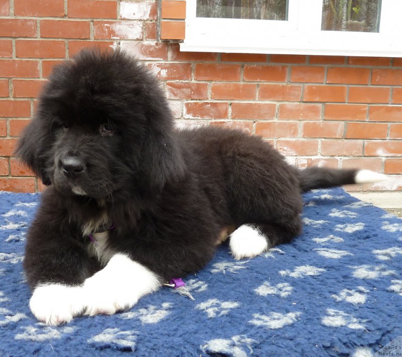 Фото: ньюфаундленд Super Premium Skandinaviya (Супер Премиум Скандинавия)