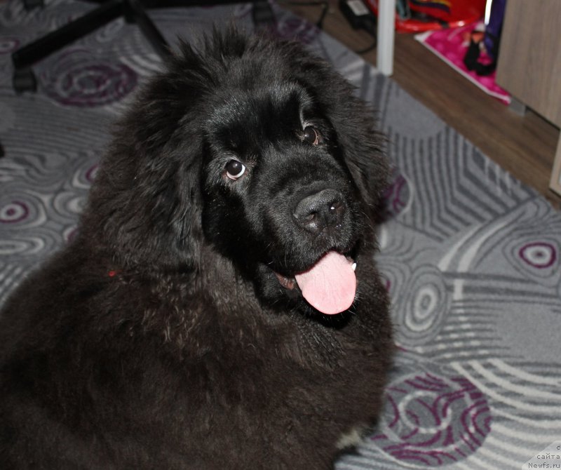 Фото: ньюфаундленд Njufort Amanda Blum (Ньюфорт Аманда Блум)