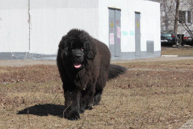 Фото: ньюфаундленд Njufort Amanda Blum (Ньюфорт Аманда Блум)