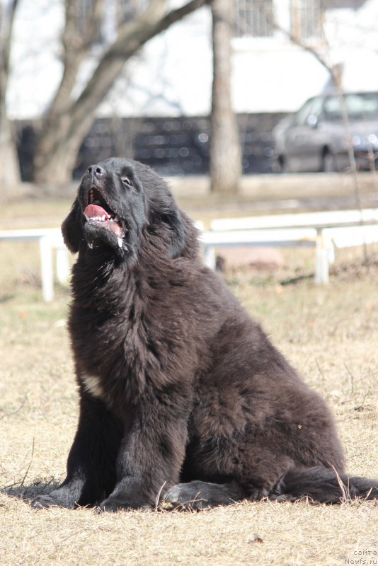 Фото: ньюфаундленд Njufort Amanda Blum (Ньюфорт Аманда Блум)