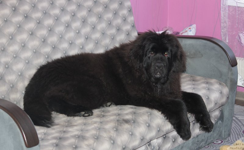 Фото: ньюфаундленд Njufort Amanda Blum (Ньюфорт Аманда Блум)