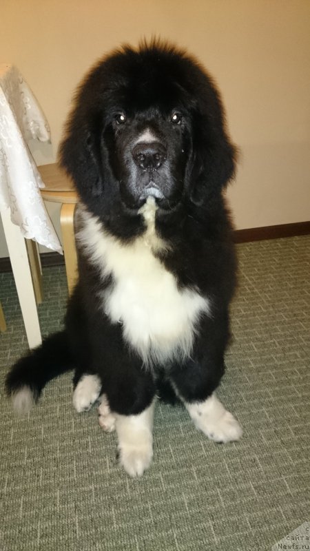 Фото: ньюфаундленд Flyufi Avalanch Absent (Флюфи Аваланч Абсент), ньюфаундленд Flyufi Avalanch Absent (Флюфи Аваланч Абсент)