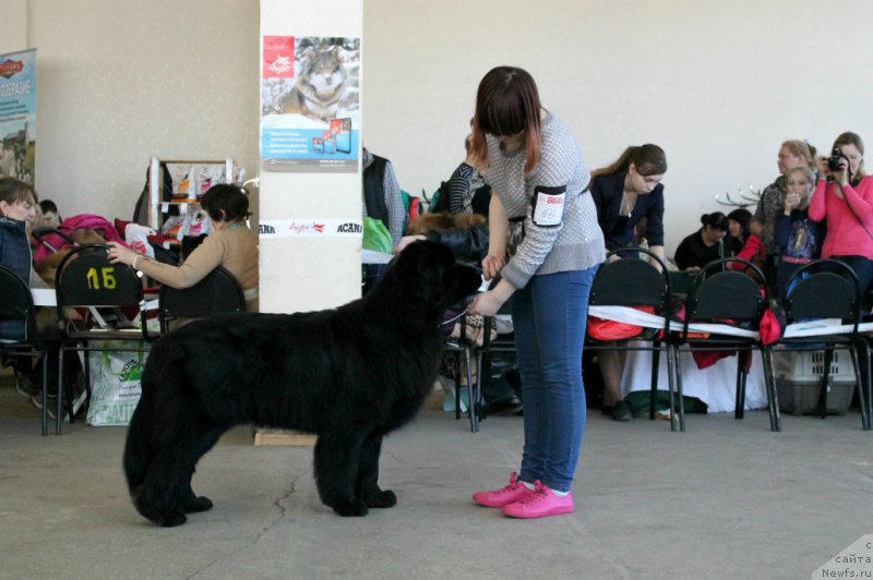 Фото: ньюфаундленд Lepestok Lilii (Лепесток Лилии)