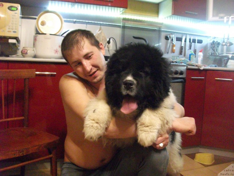 Фото: ньюфаундленд Alatau ot Karel'skih Medvedey (Алатау от Карельских Медведей)