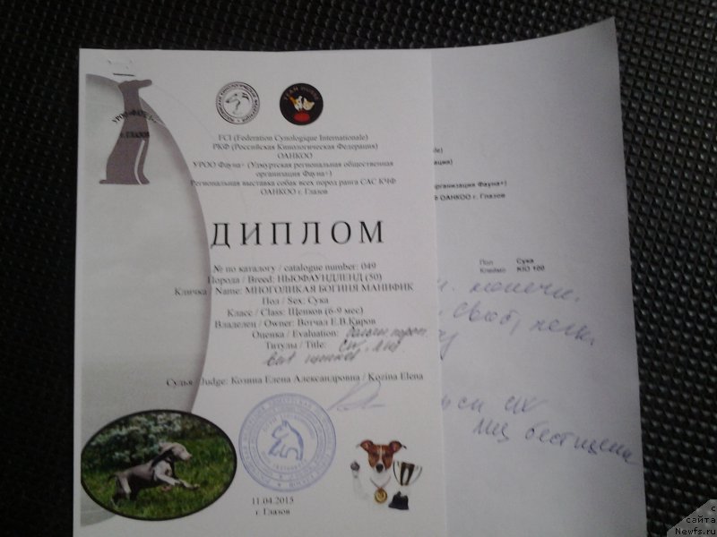 Фото: ньюфаундленд Mnogolikaya Boginya Manifik (Многоликая Богиня Манифик)