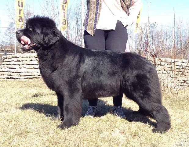 Фото: ньюфаундленд Belkonder-Club Dostuchat'sya Do Nebes (Белкондер-Клаб Достучаться До Небес)