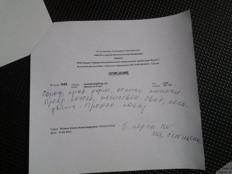 Фото: ньюфаундленд Mnogolikaya Boginya Manifik (Многоликая Богиня Манифик)