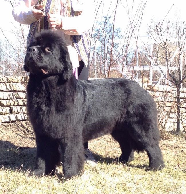 Фото: ньюфаундленд Belkonder-Club Dostuchat'sya Do Nebes (Белкондер-Клаб Достучаться До Небес)