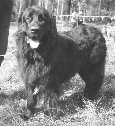 Фото: ньюфаундленд Unyut Mavr (Унют Мавр)