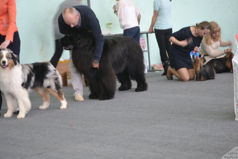 Фото: ньюфаундленд Simbad Pokoritel' Morey (Симбад Покоритель Морей)