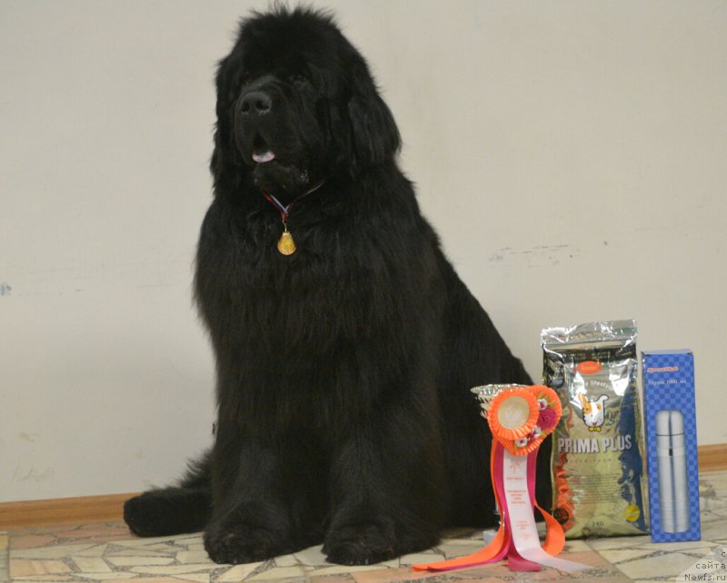 Фото: ньюфаундленд Simbad Pokoritel' Morey (Симбад Покоритель Морей)