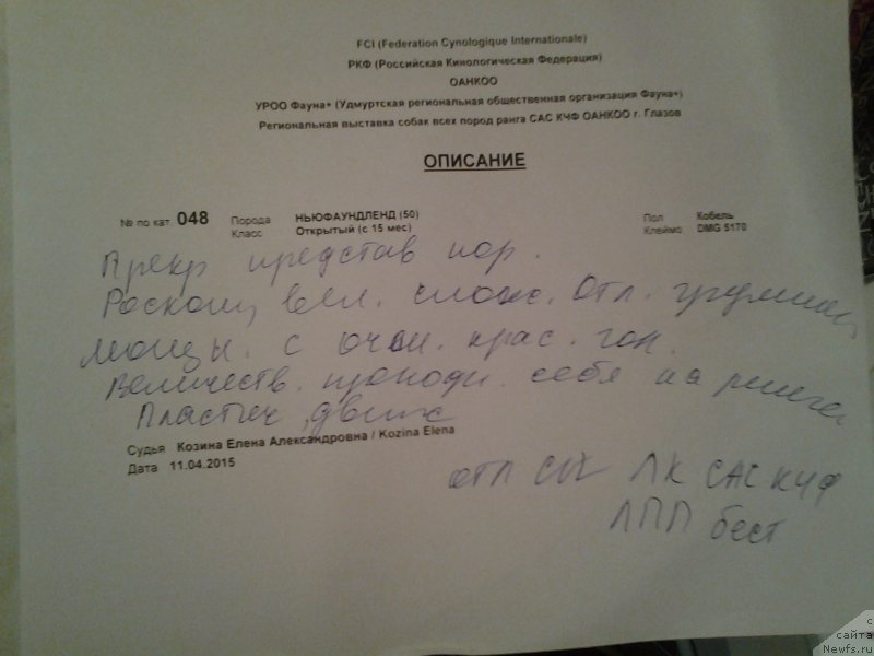 Фото: ньюфаундленд Simbad Pokoritel' Morey (Симбад Покоритель Морей)