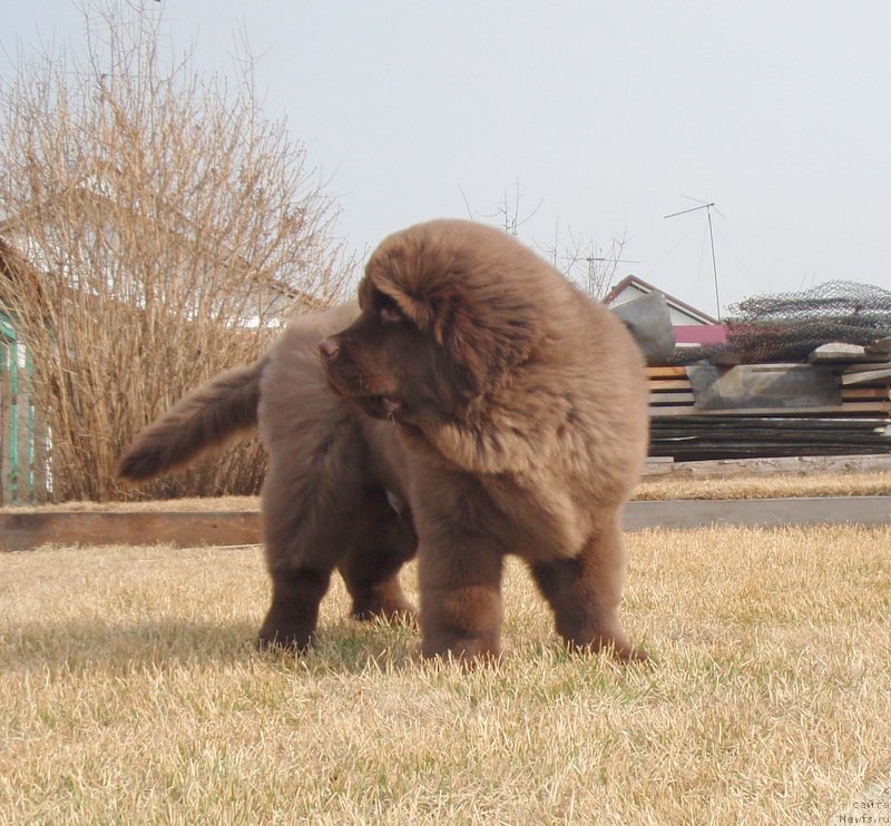 Фото: ньюфаундленд Plushevaya Panda Giorgio Beuerlu Hills (Плюшевая Панда Гиоргио Беуерлу Хиллс)