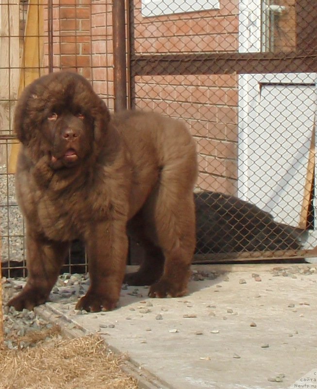 Фото: ньюфаундленд Plushevaya Panda Giorgio Beuerlu Hills (Плюшевая Панда Гиоргио Беуерлу Хиллс)