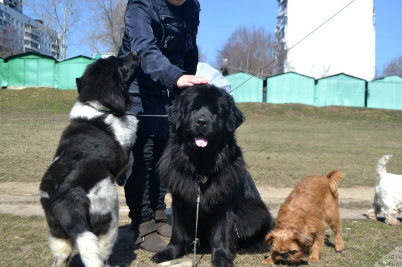 Фото: ньюфаундленд Sent Djons Prima de Ferolli (Сент Джонс Прима де Феролли), ньюфаундленд Lepestok Lilii (Лепесток Лилии), Хэппи