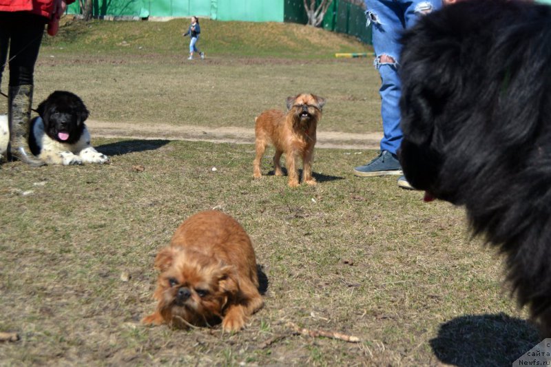 Фото: ньюфаундленд Sent Djons Prima de Ferolli (Сент Джонс Прима де Феролли), Буся, Хэппи, ньюфаундленд Lepestok Lilii (Лепесток Лилии)