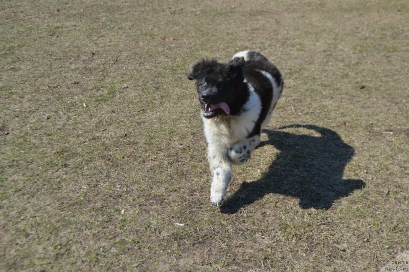 Фото: ньюфаундленд Sent Djons Prima de Ferolli (Сент Джонс Прима де Феролли)