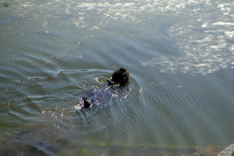 Фото: ньюфаундленд Lepestok Lilii (Лепесток Лилии)