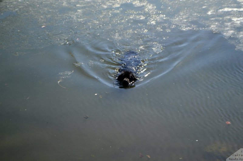 Фото: ньюфаундленд Lepestok Lilii (Лепесток Лилии)