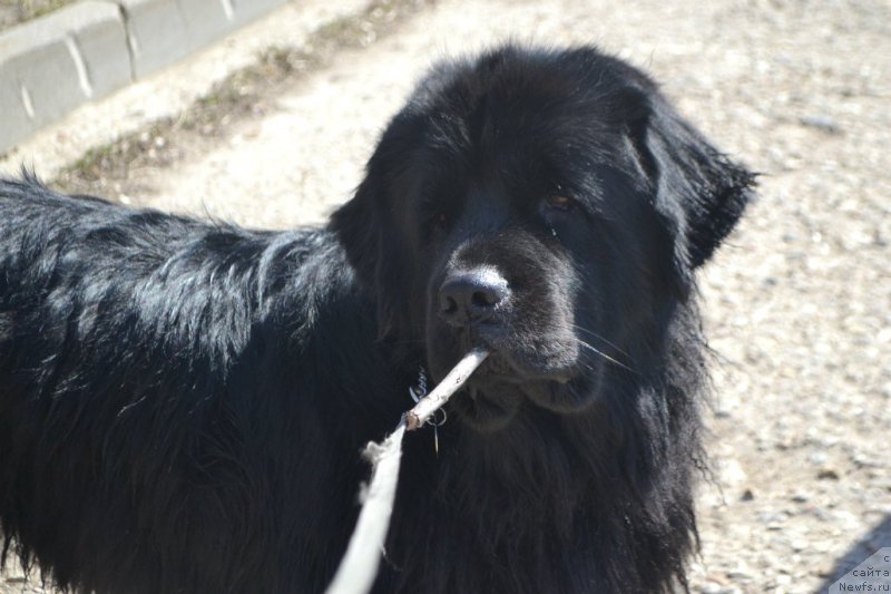 Фото: ньюфаундленд Lepestok Lilii (Лепесток Лилии)