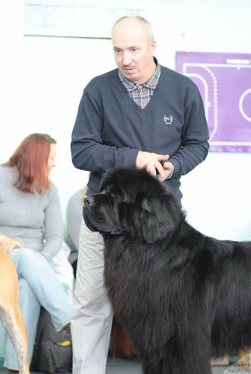 Фото: ньюфаундленд Simbad Pokoritel' Morey (Симбад Покоритель Морей), Aleksey Votchal (Алексей Вотчал)