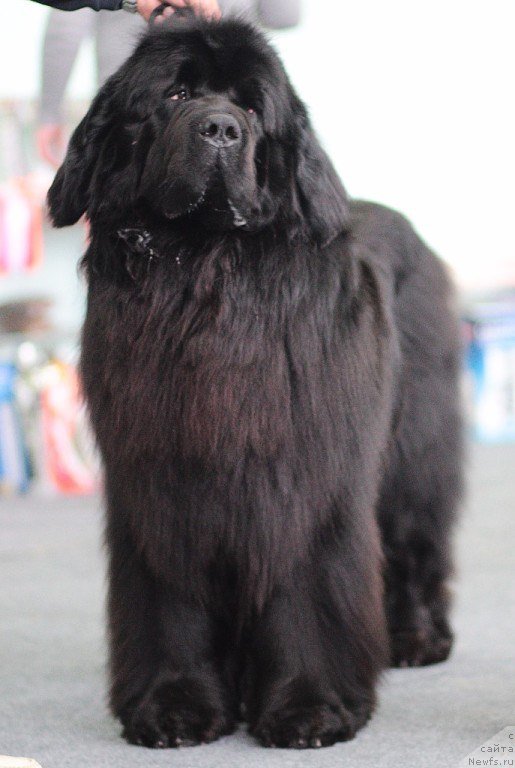 Фото: ньюфаундленд Simbad Pokoritel' Morey (Симбад Покоритель Морей)