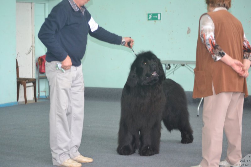 Фото: ньюфаундленд Simbad Pokoritel' Morey (Симбад Покоритель Морей)