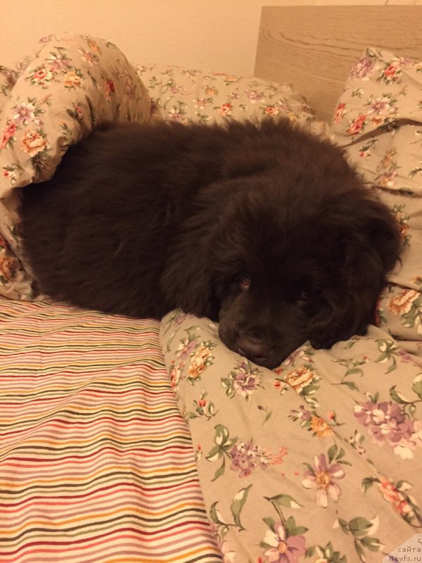 Фото: ньюфаундленд N'yufort Vasabi (Ньюфорт Васаби)