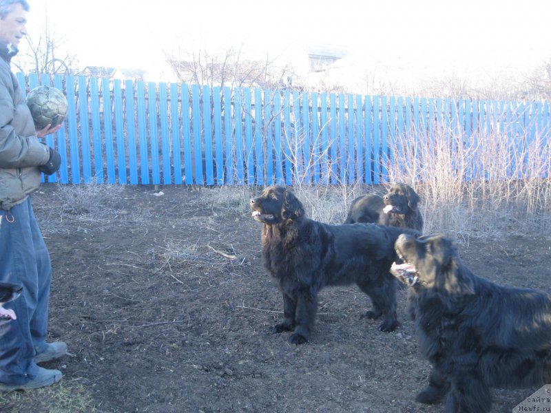 Фото: ньюфаундленд YUnona (Юнона), ньюфаундленд N'yufort CHernyiy SHokolad (Ньюфорт Черный Шоколад)