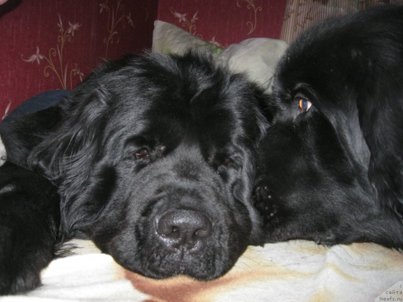 Фото: ньюфаундленд N'yufort CHernyiy SHokolad (Ньюфорт Черный Шоколад), ньюфаундленд CHeslava Dar Gaya Pachchi-Nikol' (Чеслава Дар Гая Паччи-Николь)