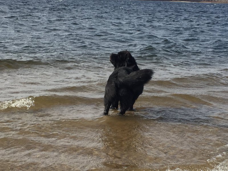 Фото: ньюфаундленд Begushaya po Volnam Choice of Fibonacci (Бегущая по Волнам Чойс оф Фибоначчи)