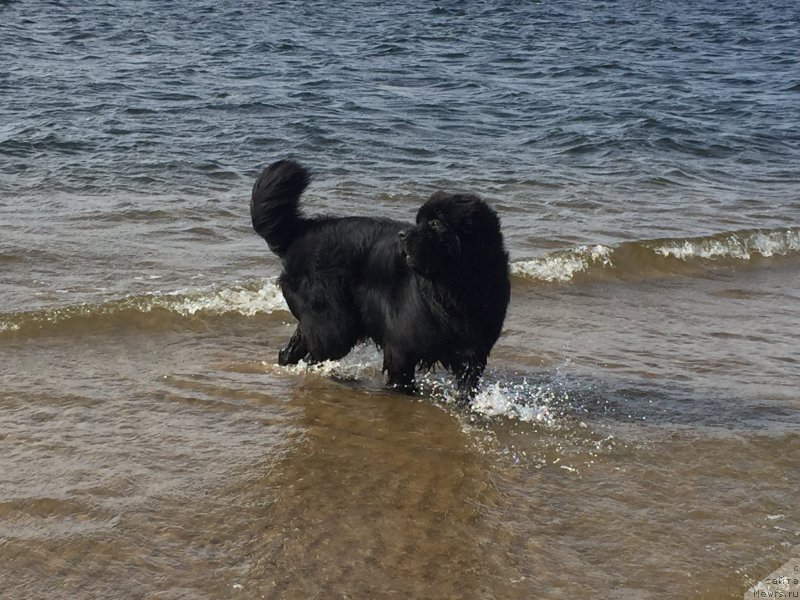 Фото: ньюфаундленд Begushaya po Volnam Choice of Fibonacci (Бегущая по Волнам Чойс оф Фибоначчи)