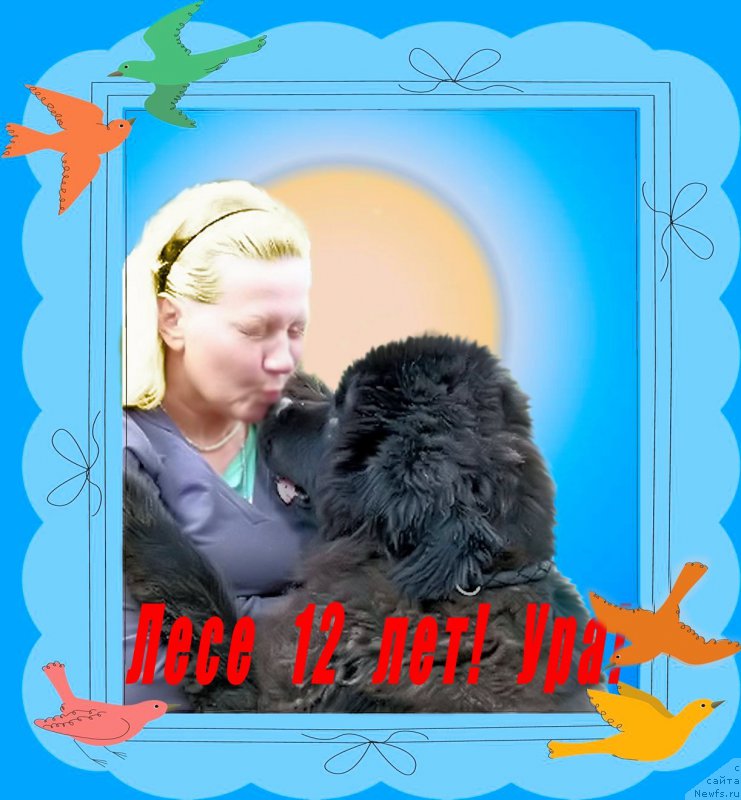 Фото: ньюфаундленд Valensiya CHernaya Jemchujina (Валенсия Черная Жемчужина), Lena Zyirina (Лена Зырина)