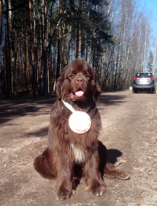 Фото: ньюфаундленд Aquatoriya Kelvin Heather Honey (Акватория Келвин Хизер Хани)