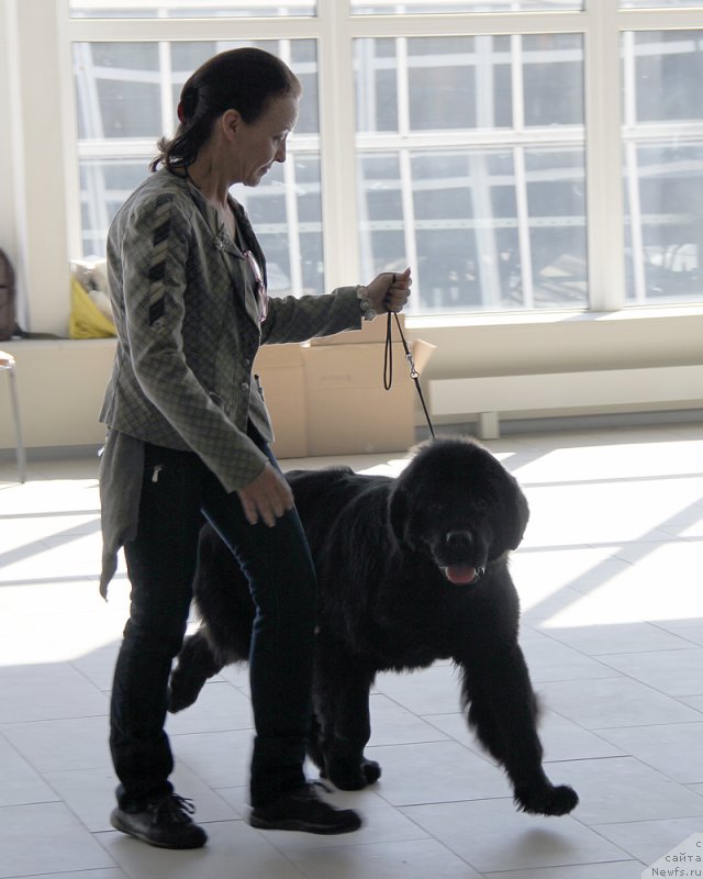 Фото: ньюфаундленд Beguschaya po Volnam Fifth Element (Бегущая по Волнам Фифтх Елемент), Ol'ga Koroleva (Ольга Королева)